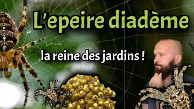 Video L'epeire diadème, la reine des jardins ! ( Tout savoir sur cette araignée ou presque) auf Deutsch