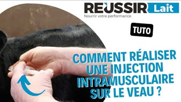 Video [TUTO] Comment réaliser une injection intramusculaire sur le veau ? su italiano