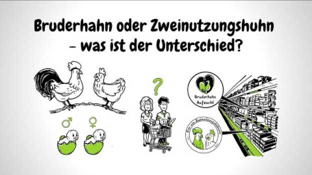 Video Bruderhahn oder Zweinutzungshuhn – was ist der Unterschied? po polsku