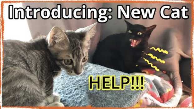 Video Cat Coming Home for the First Time: Cats Meet for the First Time w/ Burrito su italiano