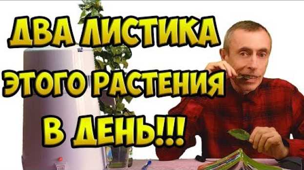 Video ДВА ЛИСТИКА В ДЕНЬ ЭТОГО РАСТЕНИЯ - СПАСЕНИЕ ОТ МНОГИХ БОЛЕЗНЕЙ! Островский. Очищение крови, вопросы   türkçe