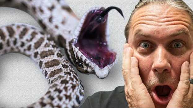 Video IS MY SNAKE DEAD?? OR NOT?? | BRIAN BARCZYK po polsku