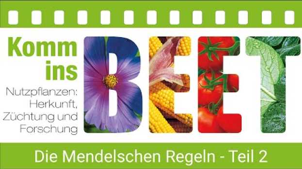 Video KOMM INS BEET! - Die Mendelschen Regeln - Teil 2 Spaltungsregel su italiano
