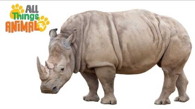 Video * RHINOCEROS * | Animals For Kids | All Things Animal TV po polsku