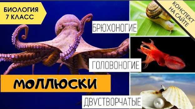 Video Тип Моллюски, их строение. Биология 7 класс. Двустворчатые, головоногие, брюхоногие. ЕГЭ Видеоуроки auf Deutsch