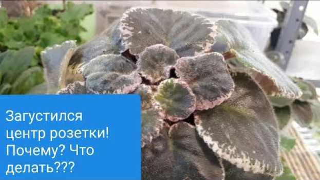 Video Почему загущается центр розетки у Фиалки? ПРИЧИНЫ и РЕШЕНИЯ! em português