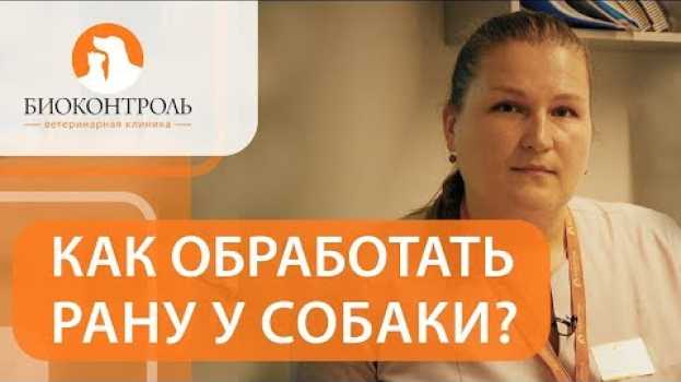 Video 👉  Какие действия нужно предпринять, если вашу собаку покусал другой пес. Собаку покусала собака.12+ in English