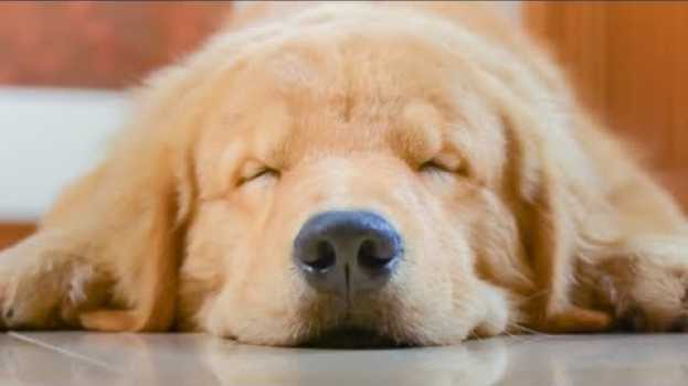 Video The Real Reason Your Dog Is Twitching In Its Sleep su italiano