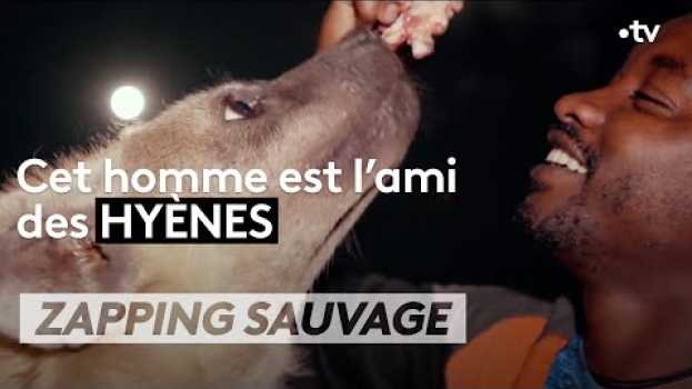 Video Cet homme est l'ami des hyènes - ZAPPING SAUVAGE po polsku