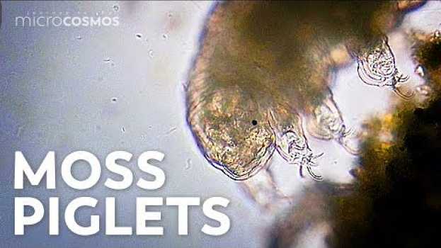 Video Tardigrades: Chubby, Misunderstood, & Not Immortal po polsku