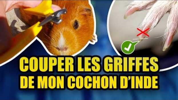 Video Comment couper les griffes de mon cochon d'Inde ? su italiano