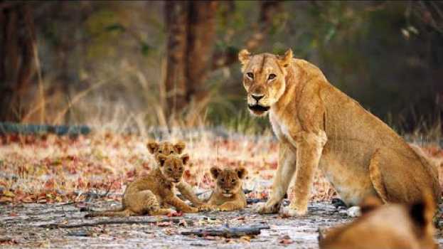 Video A Lioness Mom Confronts a Trespasser to Protect Her Cubs po polsku