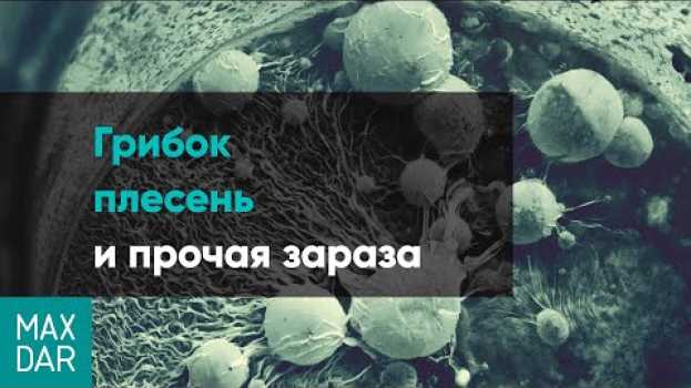 Video Грибок и плесень в квартире, как избавиться от плесени и грибка на стенах auf Deutsch