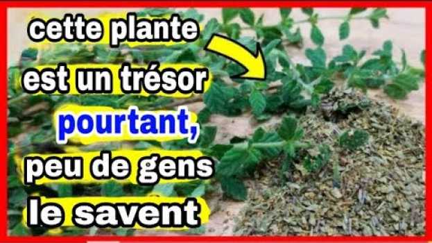 Video Cette plante EST PLUS PUISSANTE que n'importe quel médicament et vous l'avez à la maison in English