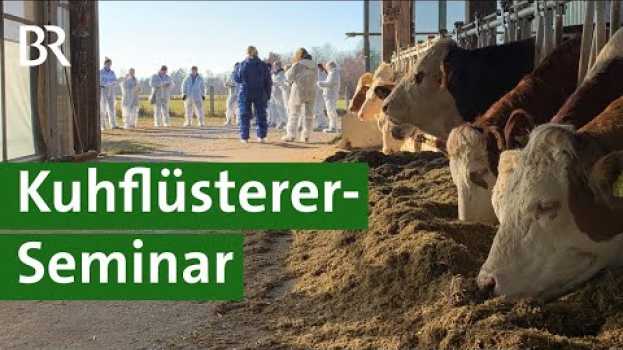 Video Körpersprache von Kühen: Erkennen von Kuh-Signalen für mehr Tierwohl | Kuh Doku | Unser Land | BR po polsku