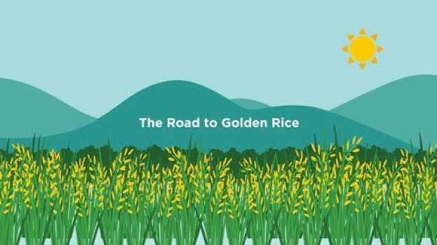 Video The Road to Golden Rice   türkçe