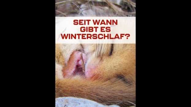 Video Seit wann gibt es den Winterschlaf? #shorts   türkçe