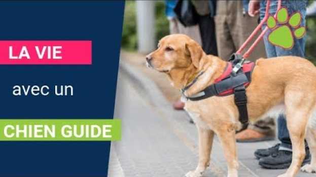 Video La vie avec un chien guide d'aveugle   türkçe