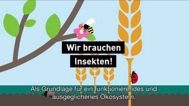 Video Wir brauchen Insekten! en español