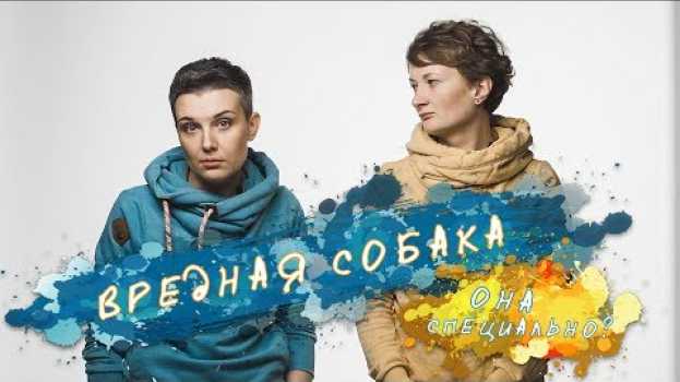 Video Вредная собака. Может ли собака мстить человеку и делать на зло? en français