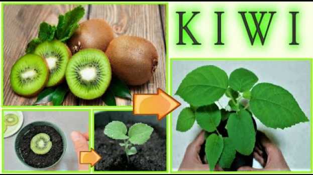 Video PIANTINA DI kIWI A COSTO ZERO dagli scarti del frutto, how to grow kiwi tree, como dar alla luz kiwi auf Deutsch