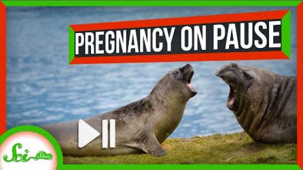 Video Some Mammals Can Just… Pause Pregnancy em português