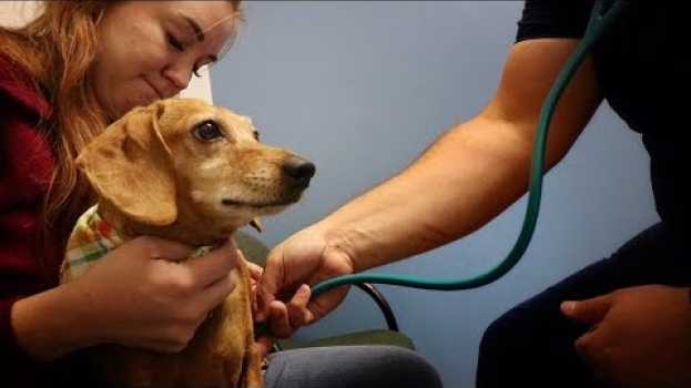 Video KOOPA HURT his PAW!! early morning Vet Clinic visit to take care of our pet dog! en français