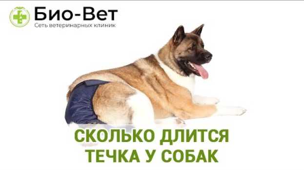 Video Течка у собак - всё что нужно знать 👩‍⚕️/ Сеть Ветклиник Био Вет su italiano