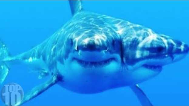 Video 10 Sea Monsters Scarier Than Megalodon su italiano