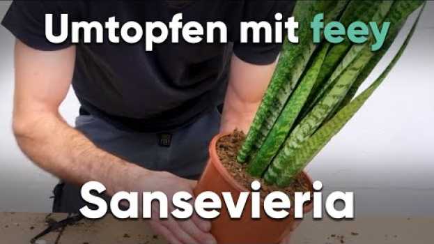Video Wie topfe ich eine Sansevieria um? - Umtopfen mit feey in English