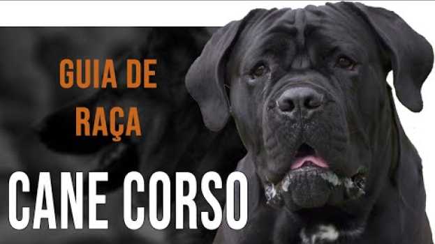Video CANE CORSO - Tudo sobre a raça auf Deutsch
