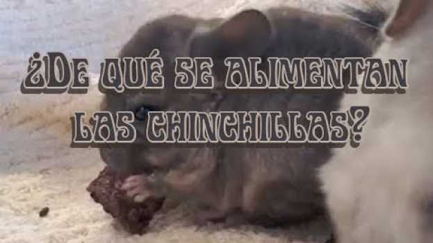 Video CHINCHILLA, Importancia del heno en chinchillas po polsku