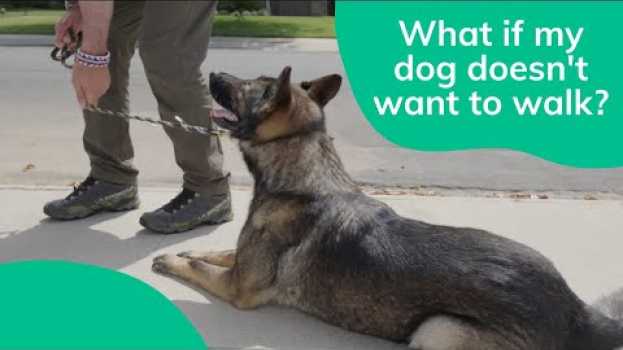 Video What To Do When a Dog Doesn't Want to Walk! | Wag! auf Deutsch