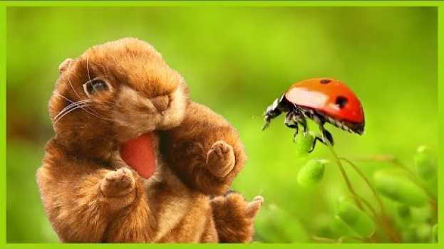 Video Schläft denn noch der Frühling? 🐞 Kinderlieder zum Mitsingen po polsku