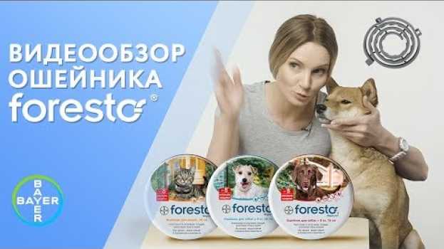Video Ошейник Foresto от клещей и блох. Видеообзор от производителя. Защита на 8 месяцев em português