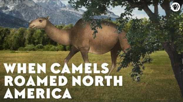 Видео When Camels Roamed North America на русском
