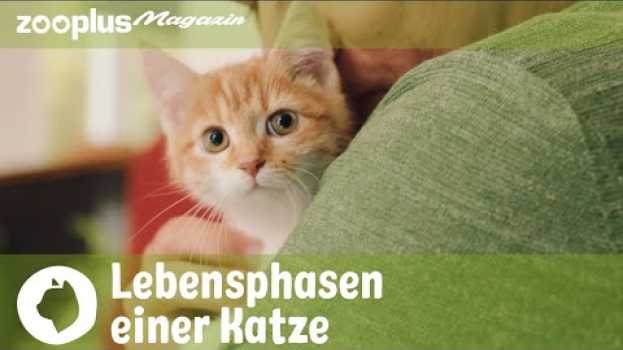 Video Vom Kätzchen zum Senior: Lebensphasen einer Katze po polsku