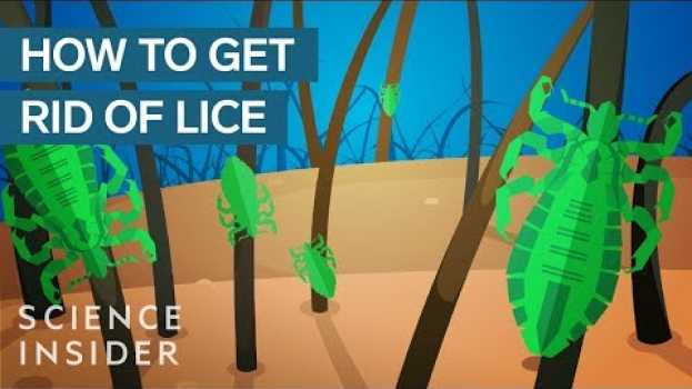 Video Why Lice Are So Hard To Kill en español