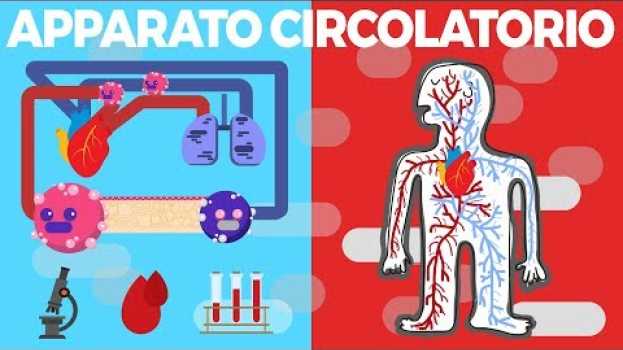 Video Apparato circolatorio - La circolazione - Il sistema circolatorio   türkçe