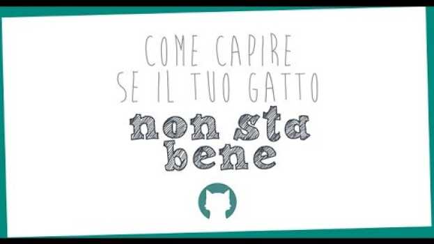Video Come capire se il tuo gatto non sta bene po polsku