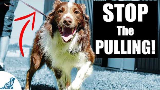 Video 5 Quick Tips To Stop Your Dog From Pulling On The Leash   türkçe
