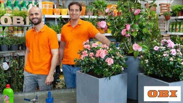 Video Come prendersi cura delle azalee en français