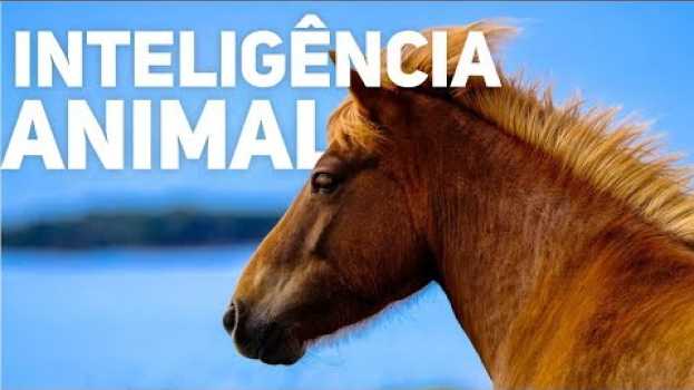 Video FATOS SURPREENDENTES SOBRE A INTELIGÊNCIA ANIMAL po polsku