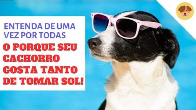 Video Por quê Cachorro Gosta de Tomar Sol? auf Deutsch