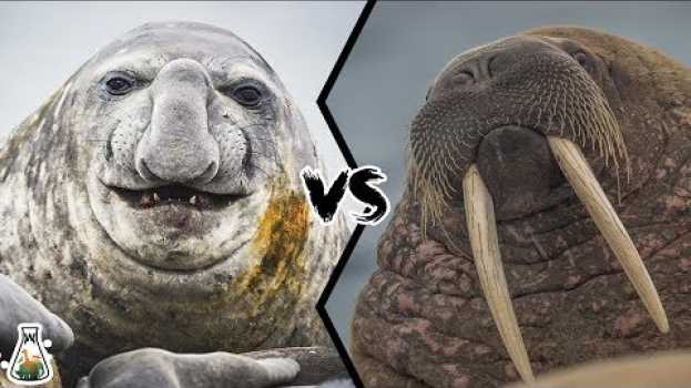 Video ELEPHANT SEAL VS WALRUS - Who would win this deadly struggle? en español
