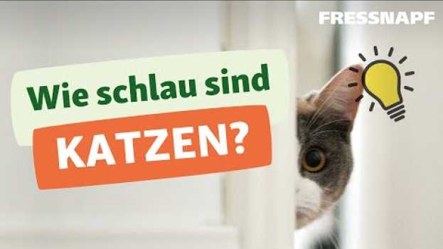 Video Wie schlau sind unsere Katzen? - Intelligenz von Katzen in English