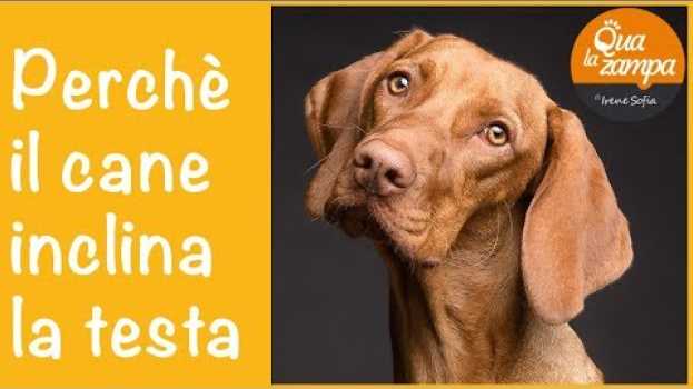 Video Perchè il cane inclina la testa di lato | Qua la Zampa (Educazione addestramento cani)   türkçe