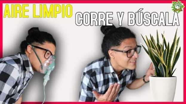 Video 😷Esta es 1 Planta🌳que NUNCA DEBE FALTAR En Tu Hogar, Tengo 4 y Purifica el Aire 👃de Mi Casa in English