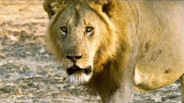 Video Why Rival Lions Rarely Get in Each Other’s Way auf Deutsch