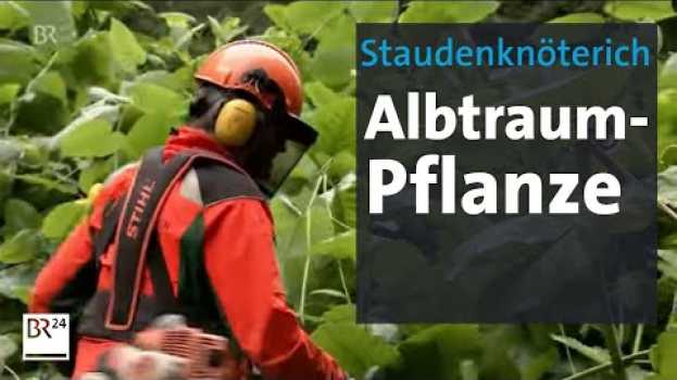 Video Staudenknöterich - die Problempflanze breitet sich aus | Abendschau | BR24 in English